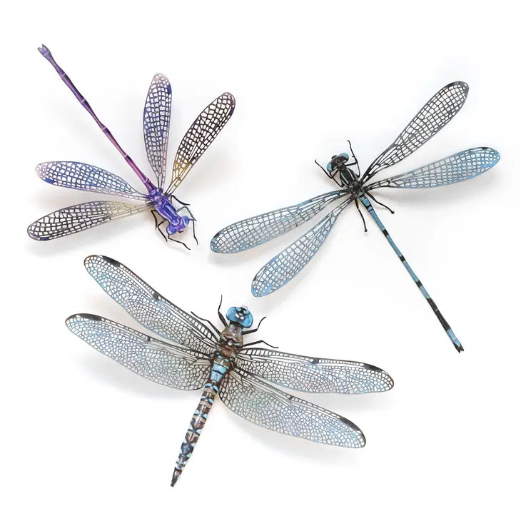 'aerial' Dragonfly 3 pc set