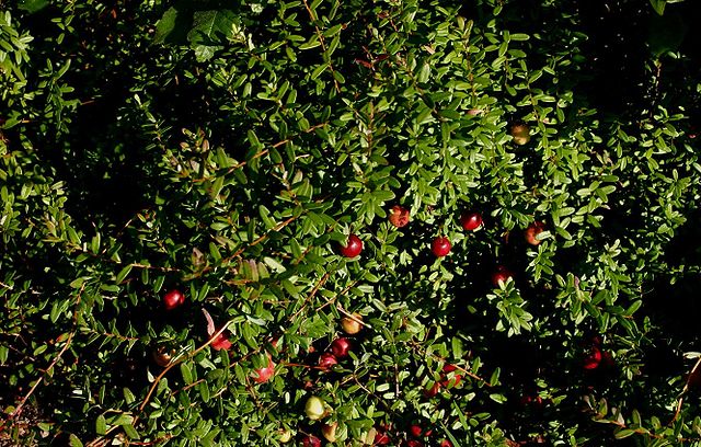 Cranberry 'Pilgrim'  (Vaccinium macrocarpon)