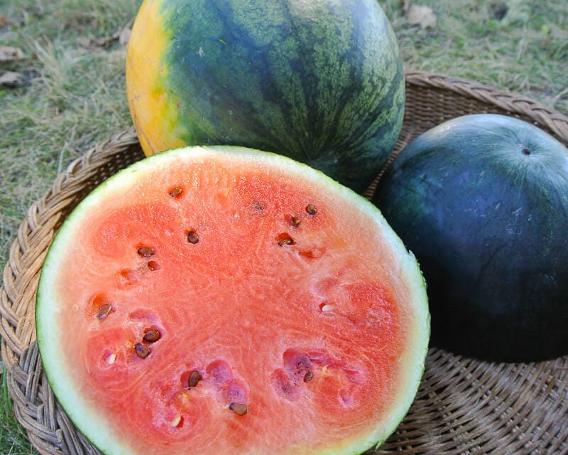 Watermelon 'Katanya' (Citrullus lanatus) - Seed AS