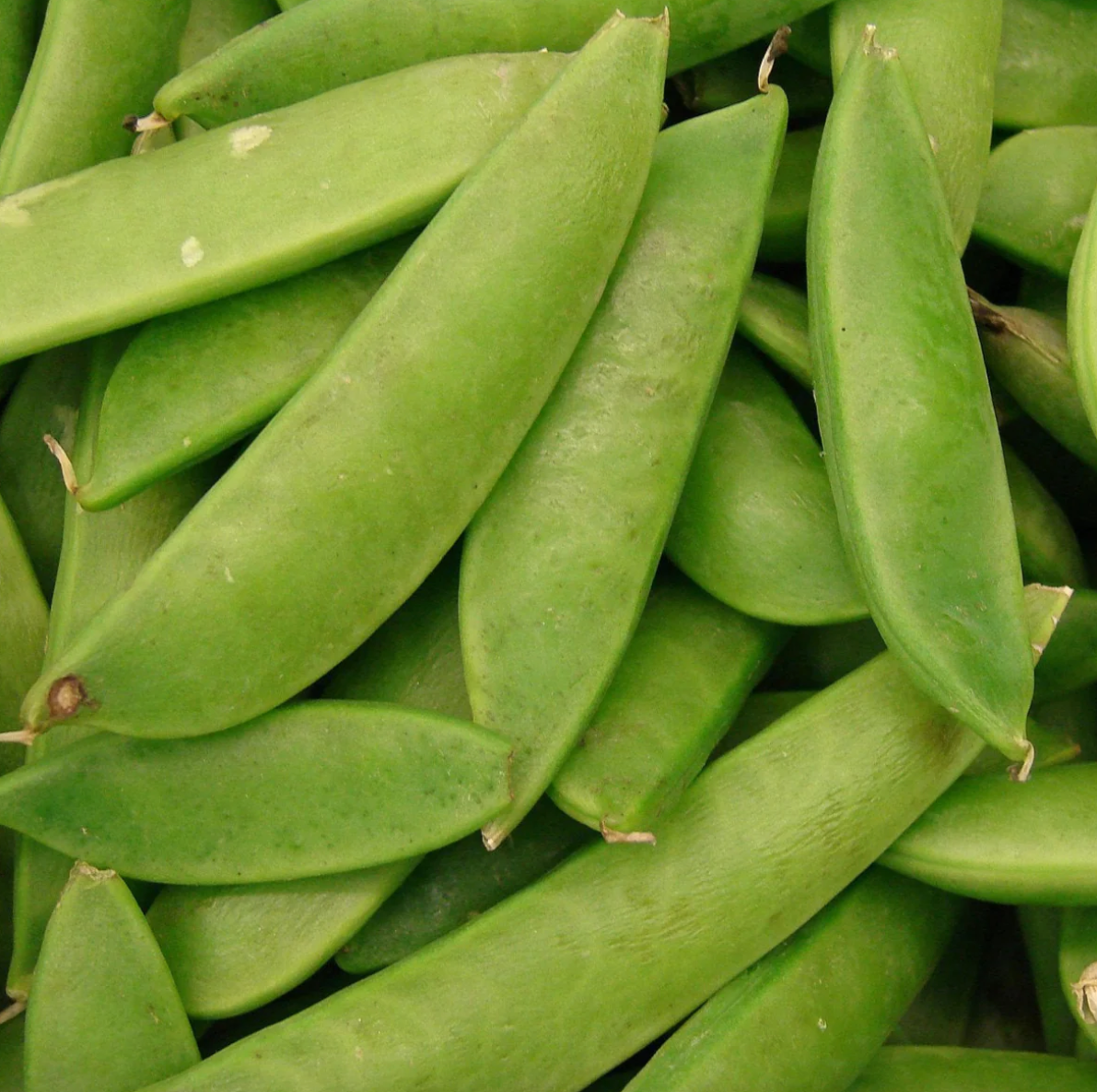 Peas, Snap 'Sweet Gem' (Pisum sativum) - Seed SS