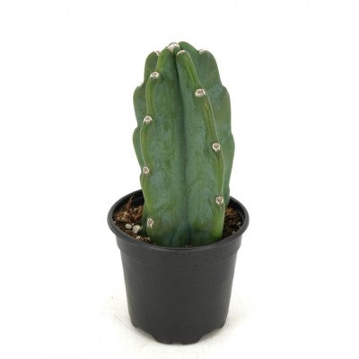 Cereus jamacaru (Cuddly Cactus)
