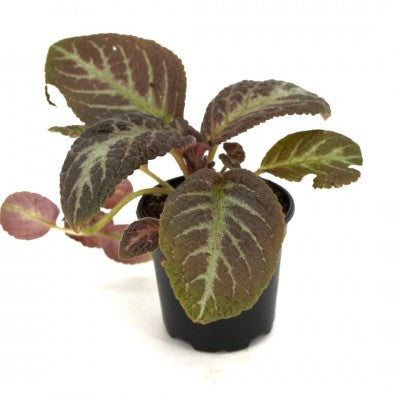 Episcia cupreata 'Pink Panther' (Flame Violet)