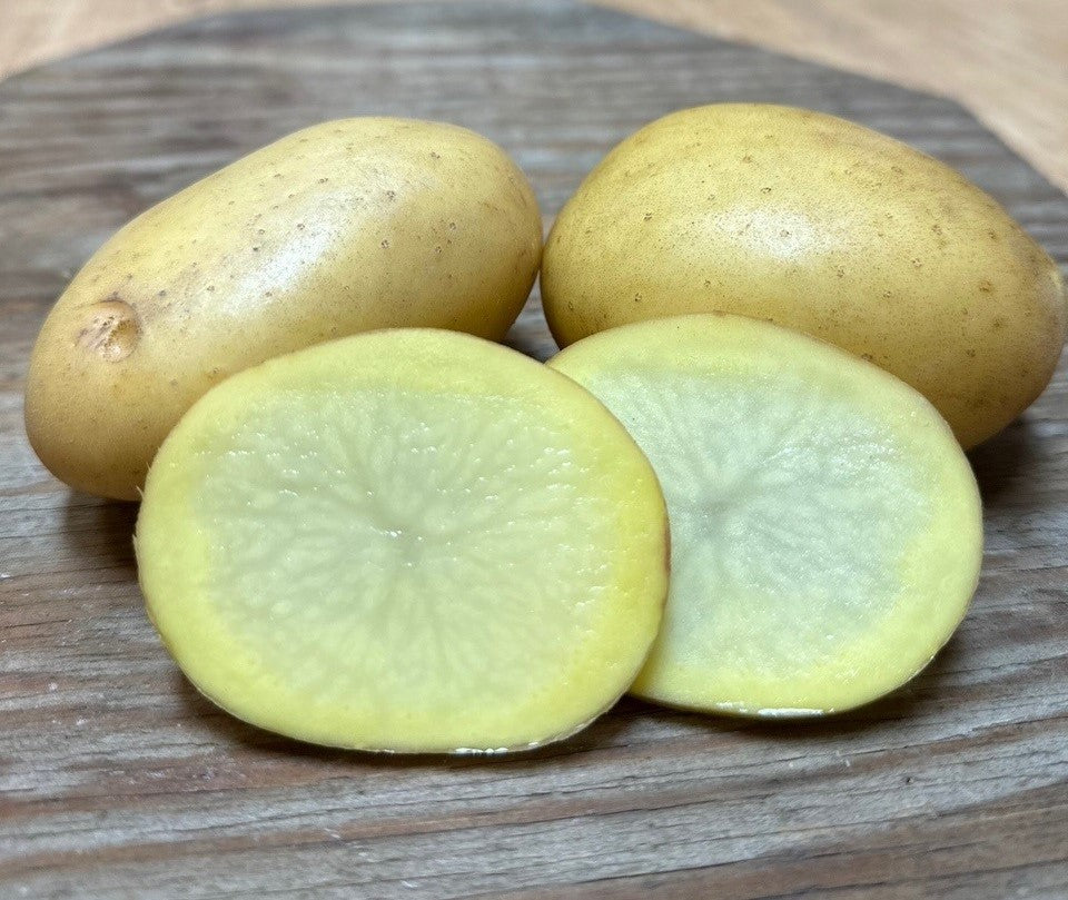 Seed Potato Assorted (Organic)