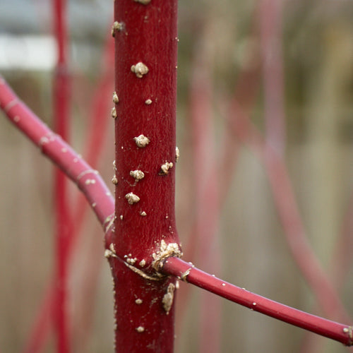 Cornus sericea ssp. sericea (Red Twig Dogwood)