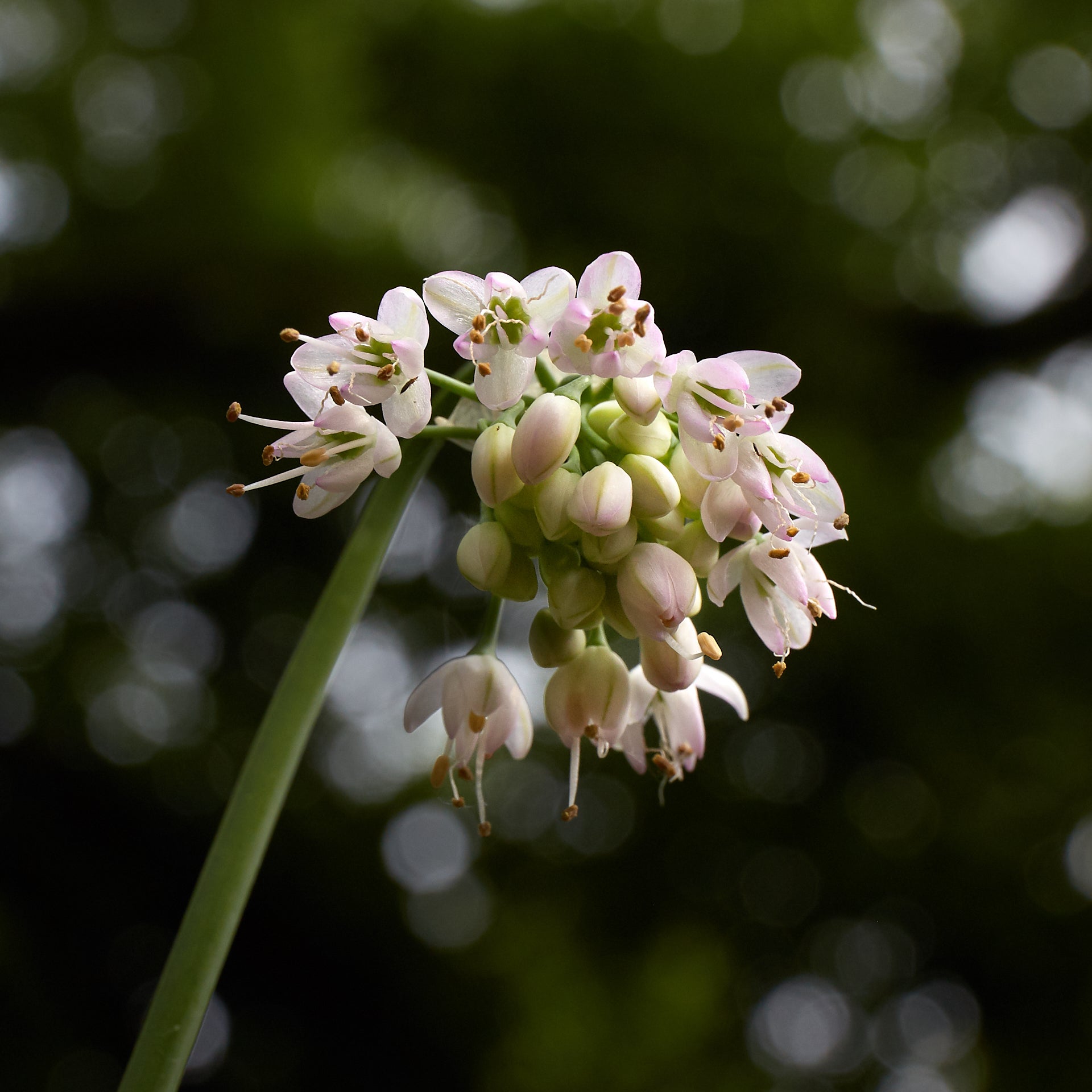 A cluster of white and pink flowers on a green stalk.