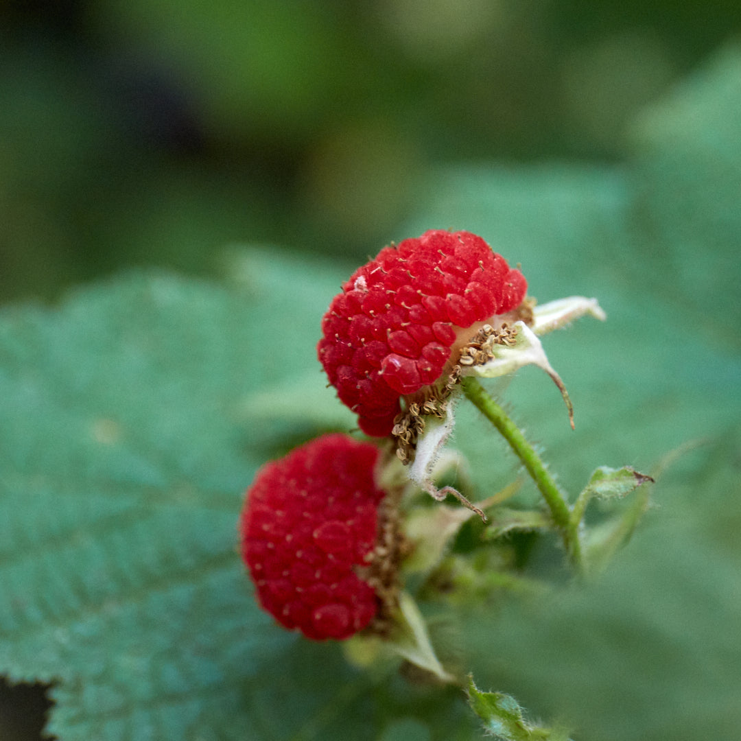 Rubus parviflorus (Thimbleberry)
