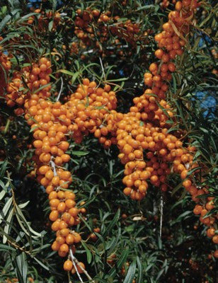 Seaberry 'Frugana' (Hippophae rhamnoides)