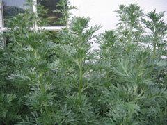 Artemisia absinthium (Wormwood) MG CC