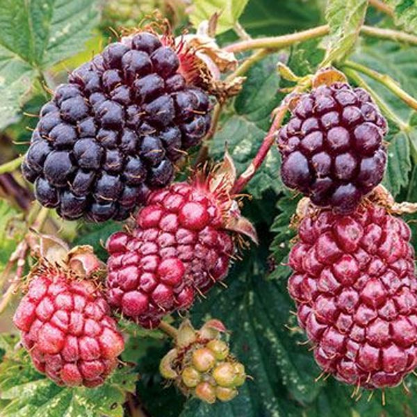 Boysenberry (Rubus idaeus x Rubus fruticosus)