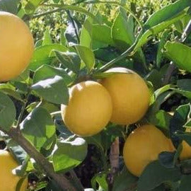A lemon tree with several ripe yellow lemons. They are surrounded by smooth green leaves.