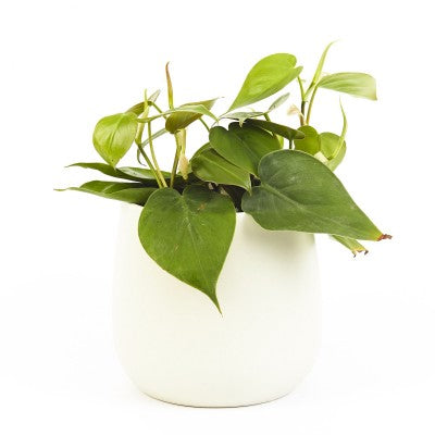 A classic green philodendron. Leaves are heart shaped. It is growing in a white pot.