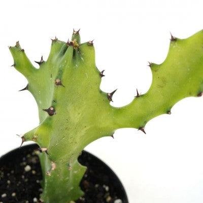 Euphorbia antiquorum (Antique Spurge)