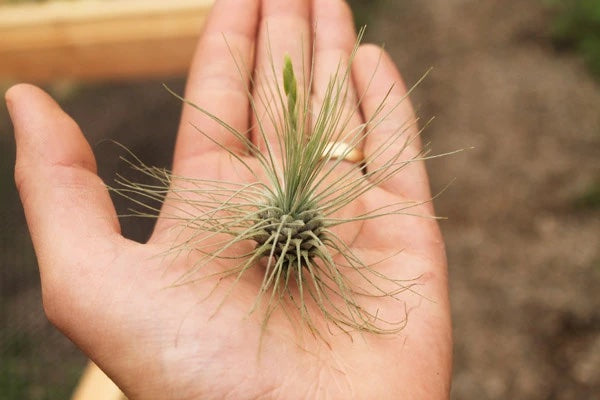 A hand holding a small, almost pinecone-like air plant. There are many very thin leaves growing from the center.