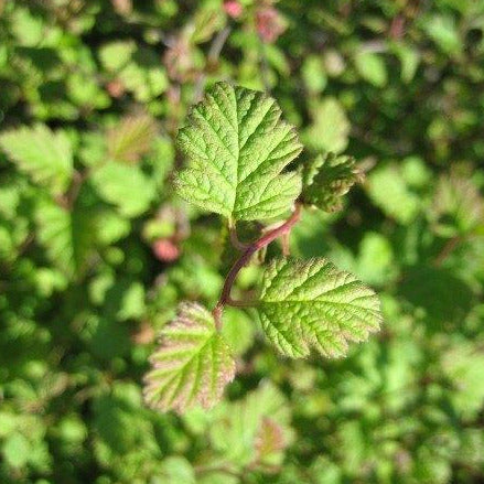 A plant resembling a blackberry bush with smaller leaves. Leaves are textured with a red tint. The stem of the plant is red.