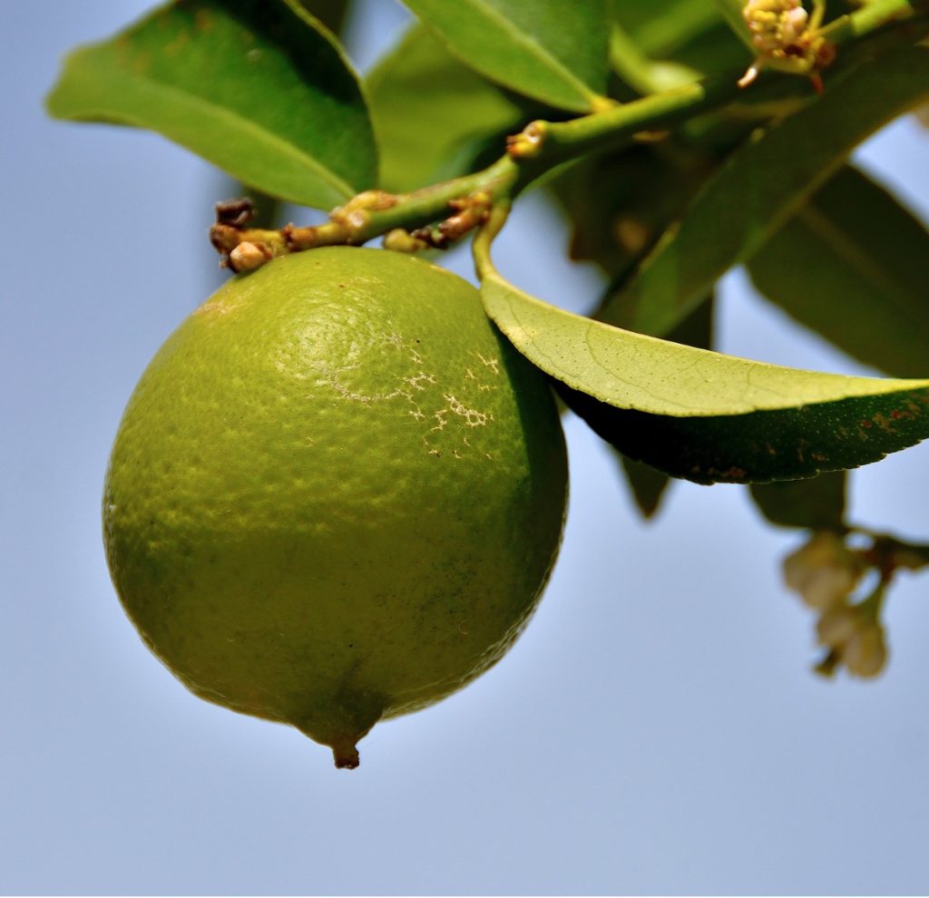 Lime 'Bearss Lime' (Citrus latifolia)