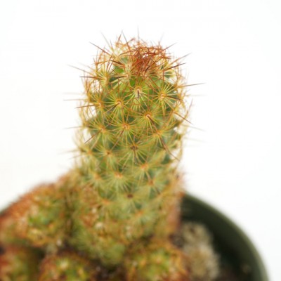 Mammillaria elongata (Lady Fingers Cactus)
