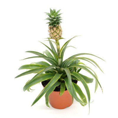 Ananas comosus (Pineapple Plant)