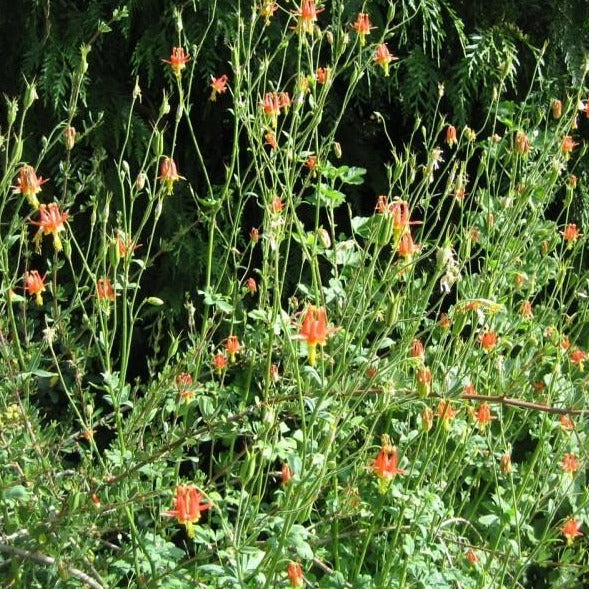 A large western Columbine plant. It has long green stalks with some leaves spaced throughout. Red-orange flowers with yellow stamens are growing from the top of many of the stalks.