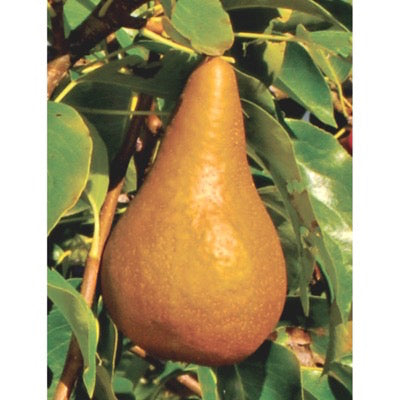 Pear European 'Bosc' (Pyrus communis)