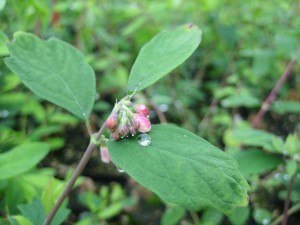 Symphoricarpos mollis (Creeping Snowberry)
