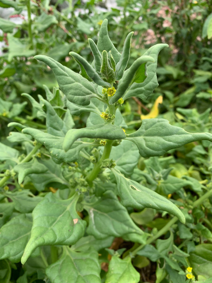 New Zealand Spinach (Tetragonia tetragonioides) - Seed RS