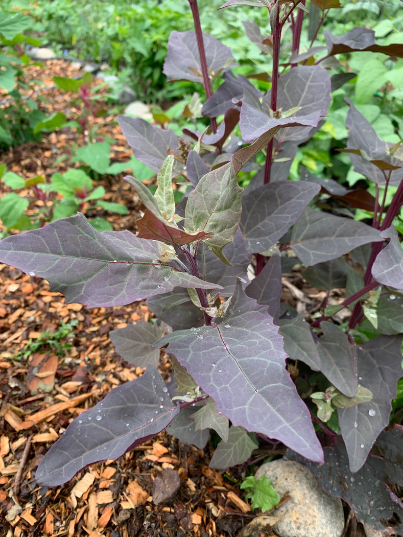 Orach, Purple (Atriplex hortensis) - Seed RS