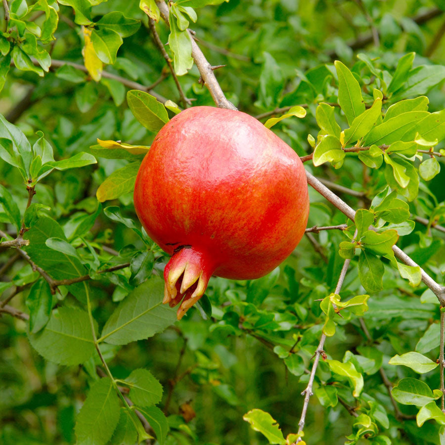 Pomegranate 'Crimson Sky' (Punica granatum (cv. Nikitski Ranni))