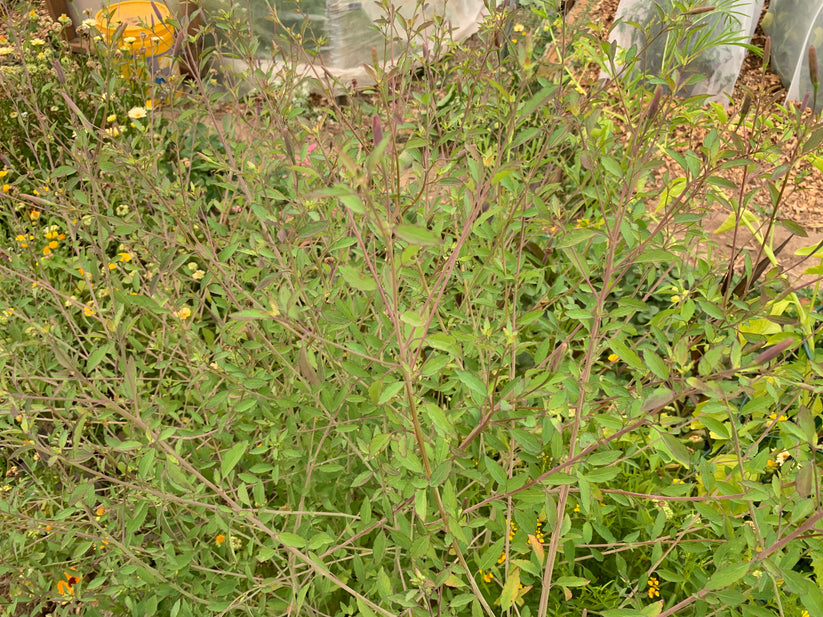 Quillquiña (Porophyllum ruderale) - Seed RS