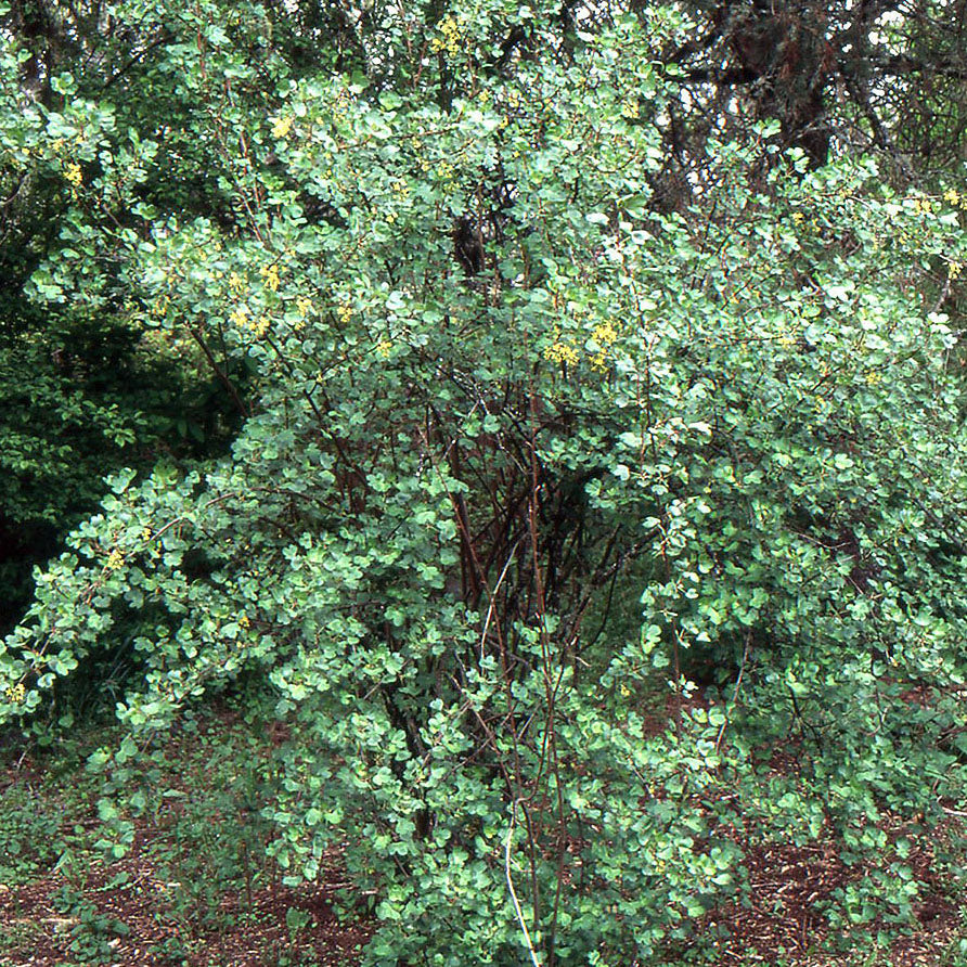 Ribes aureum (Golden Currant)
