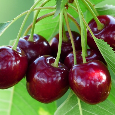 Cherry 'Compact Stella' (Prunus avium)