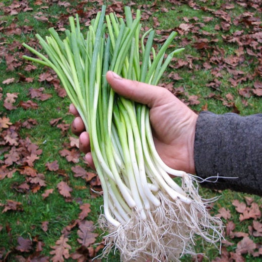 Green Onion 'White Spear' (Allium fistulosum) - Seed AS