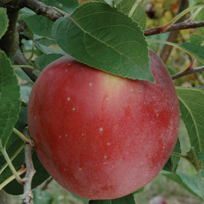 Apple 'Liberty' (Malus ssp.)