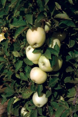 Apple Columnar 'White Icicle' (Malus spp.)