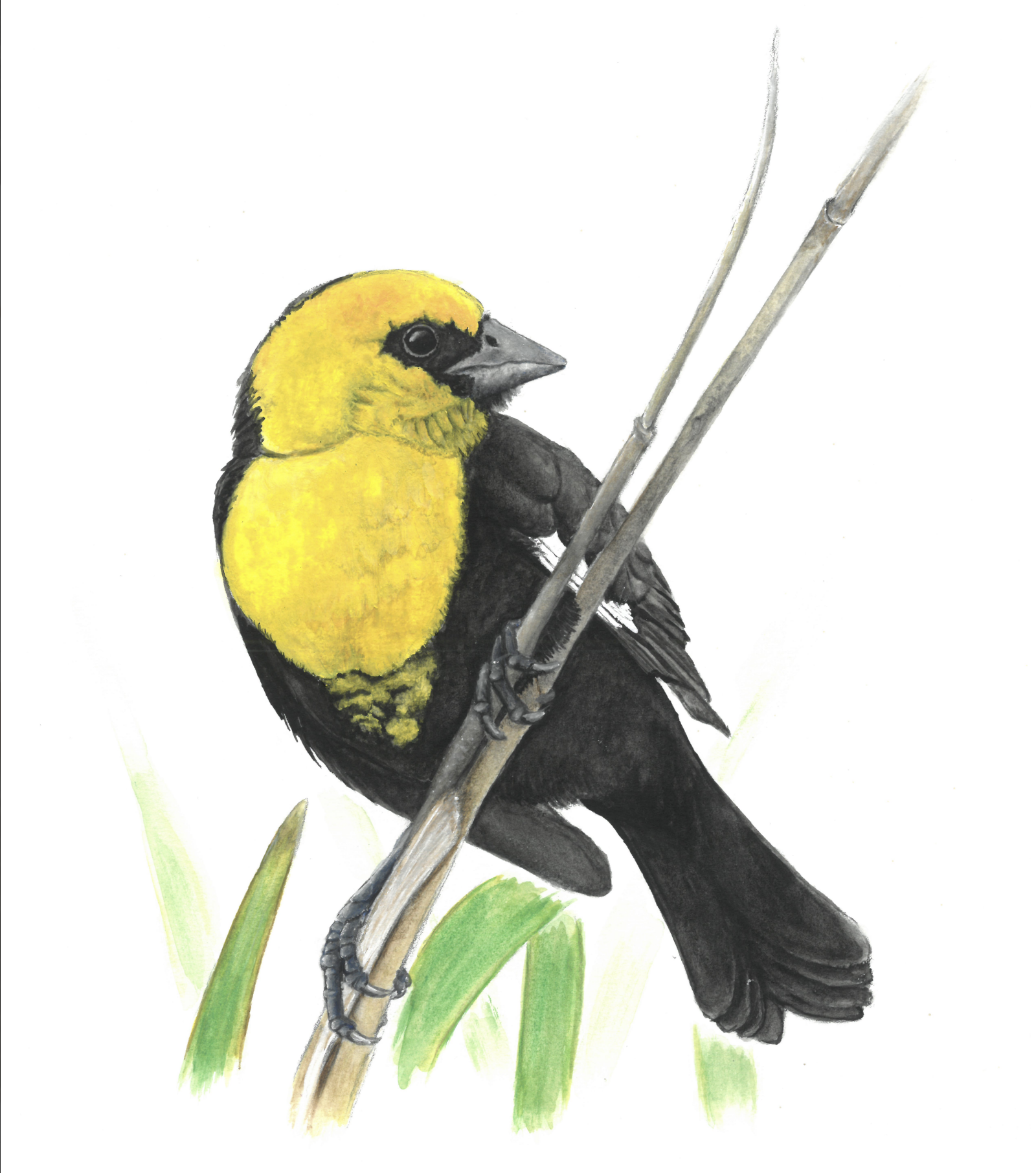 Yellow-Headed Blackbird Card CC