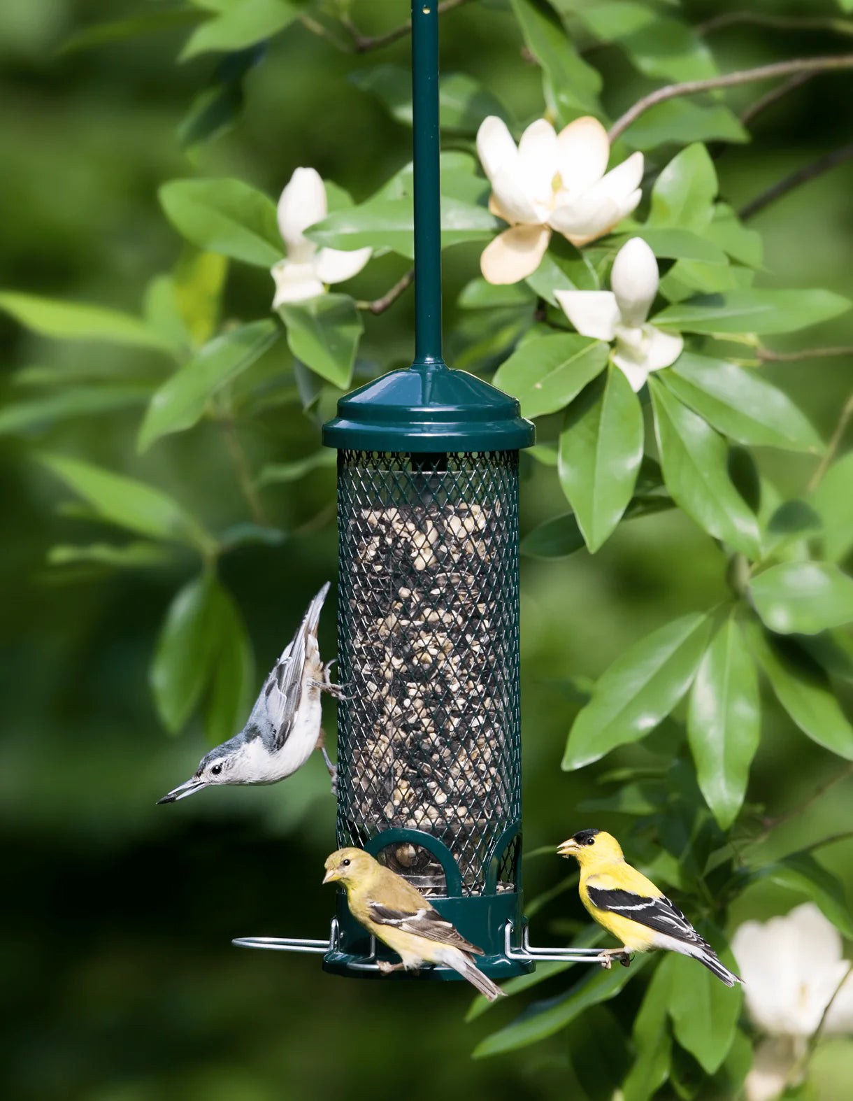 Brome Squirrel Buster Mini