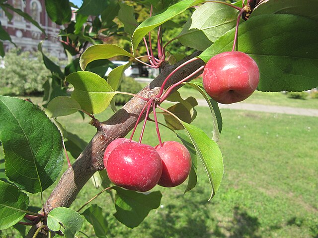 Crabapple 'Dolgo' (Malus pumila) - 10gal MS