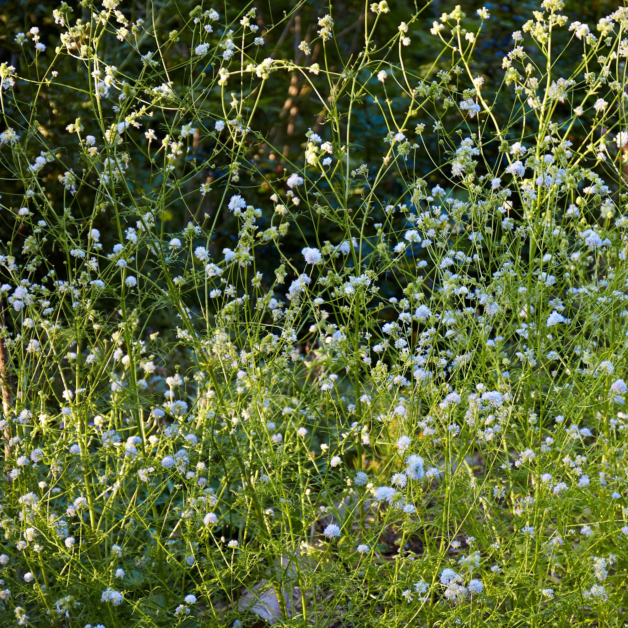 Gilia capatata (Blue Field Gilia)