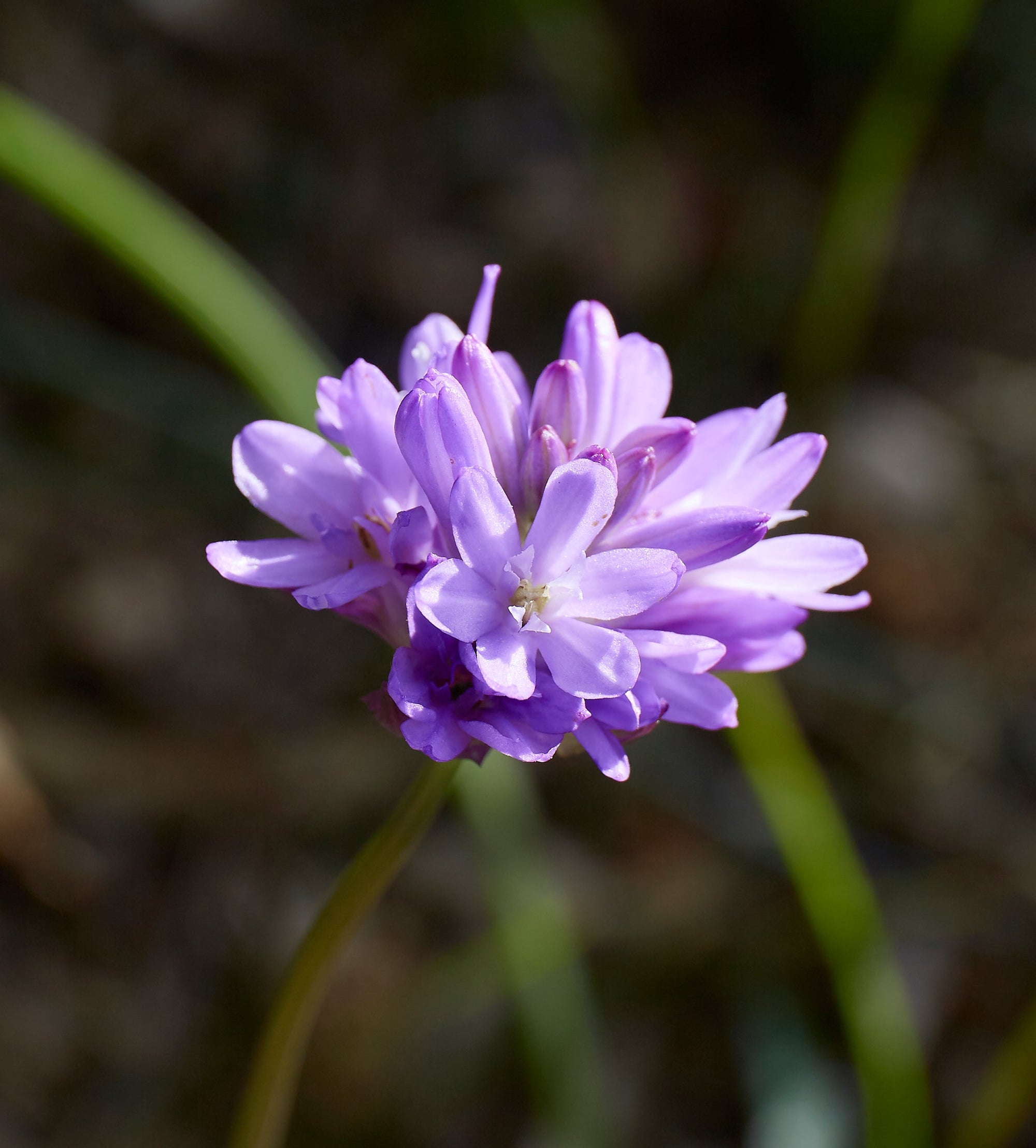 Dichelostemma congestum (Ookow) CC DP