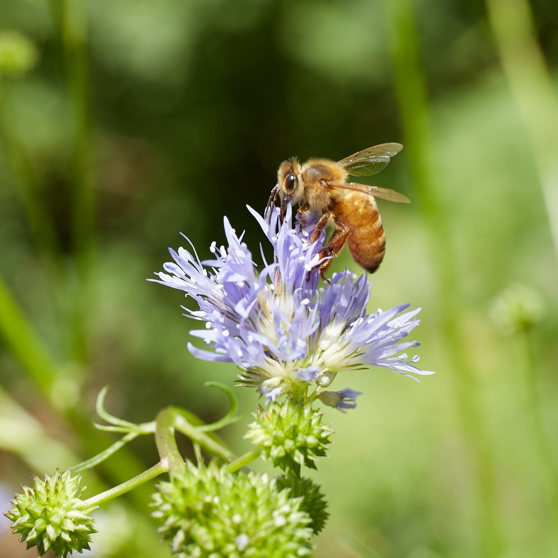 Gilia capatata (Globe Gilia)