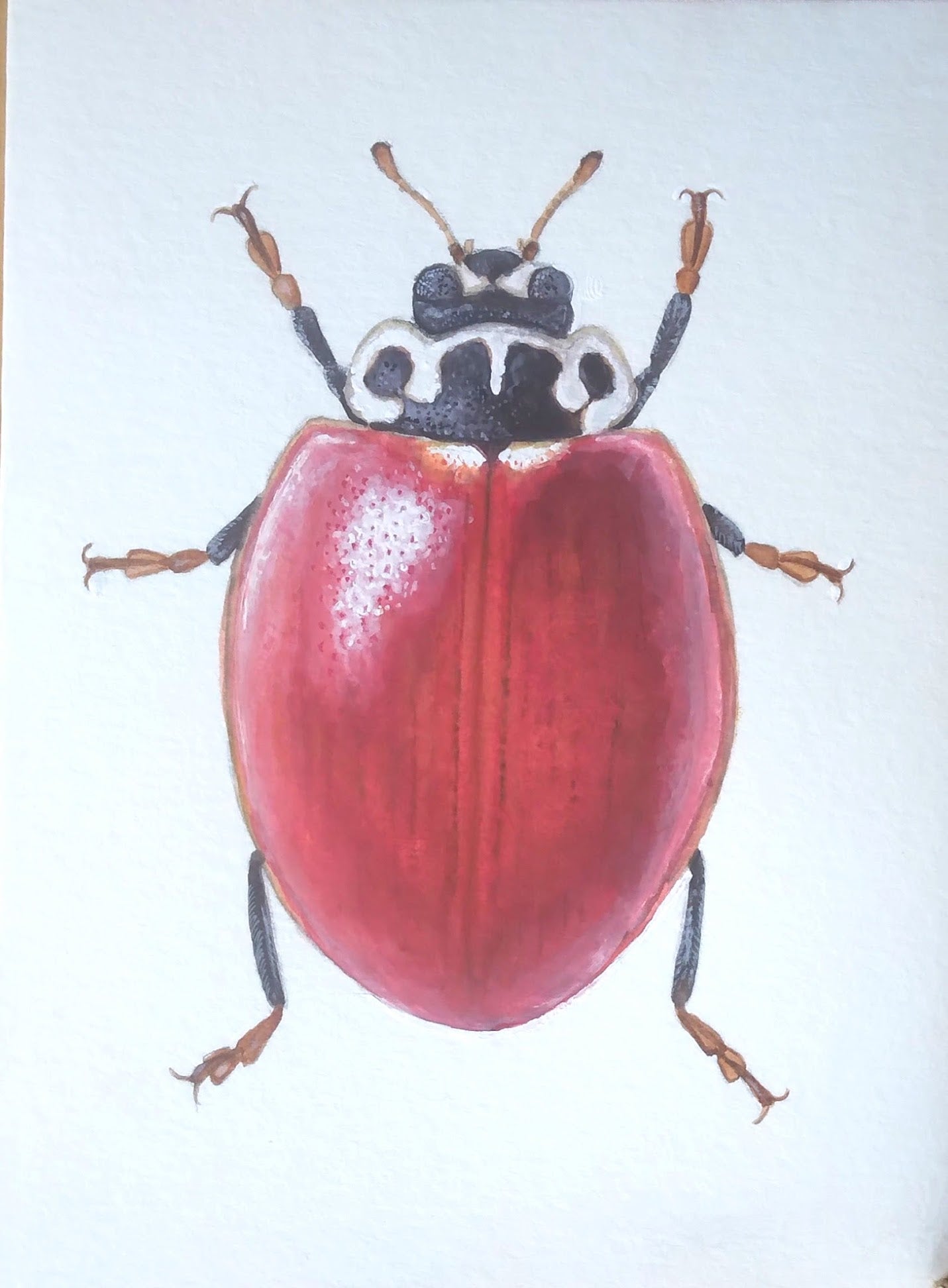 Ladybird Beetle Card CC