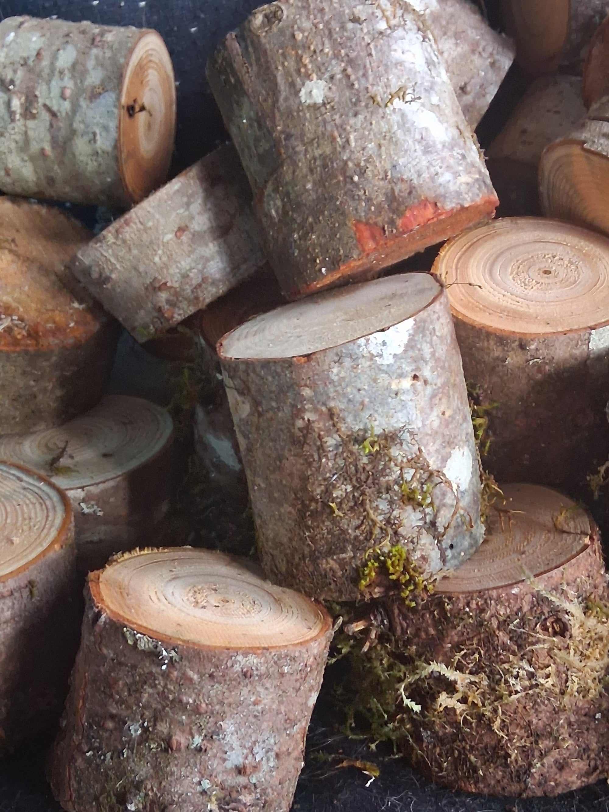 Fairy Garden Stumps CC