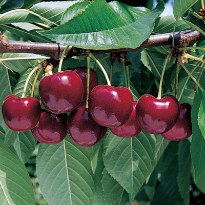 Cherry 'Lapins' (Prunus avium)