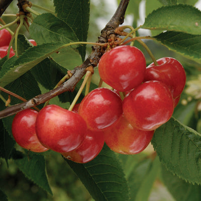 Cherry 'Rainier' (Prunus avium) - SymbiOp Garden Shop