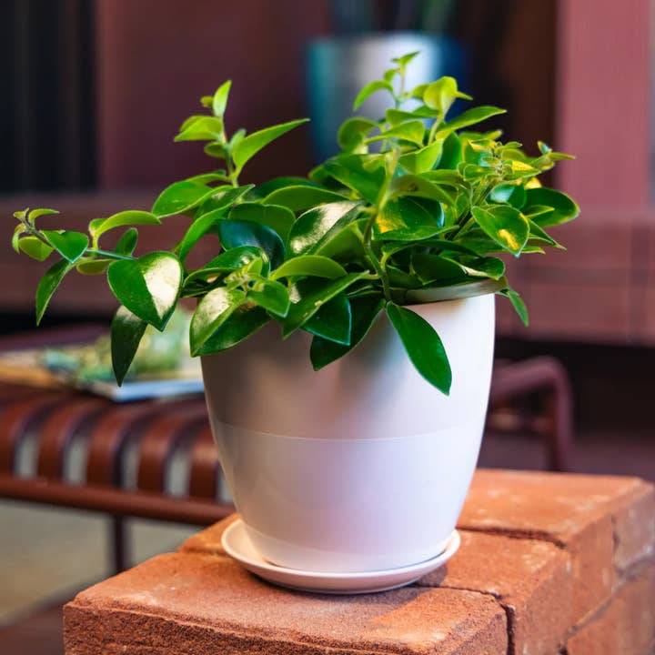 Dyad Ceramic Planter