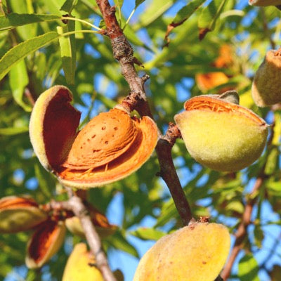 Almond 'Primavera™' (Prunus dulcis)