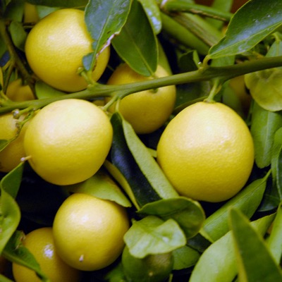 Eustis Limequat (Citrofortunella sp.)