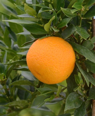 'Chinotto' Sour Orange (Citrus myrtifolia)