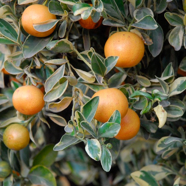 Kumquat Citrus 'Centennial Variegated' (Fortunella margarita)