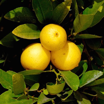 Thornless Key Lime (Citrus aurantifolia)