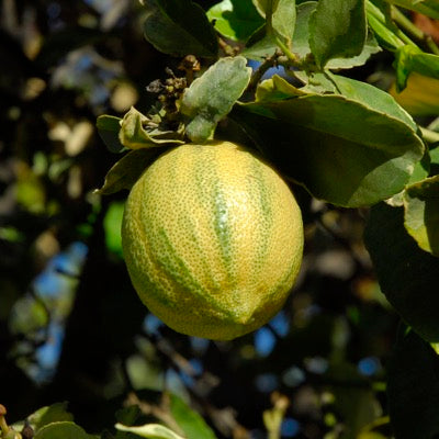 Lemon 'Variegated Pink' (Citrus limon)